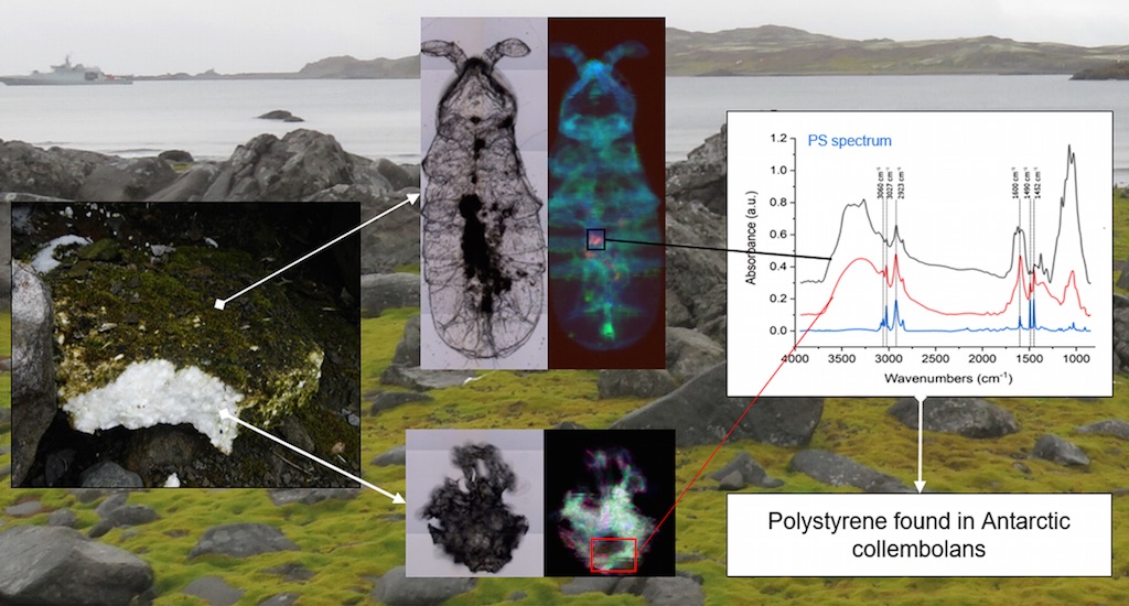 Graphical abstract of the study