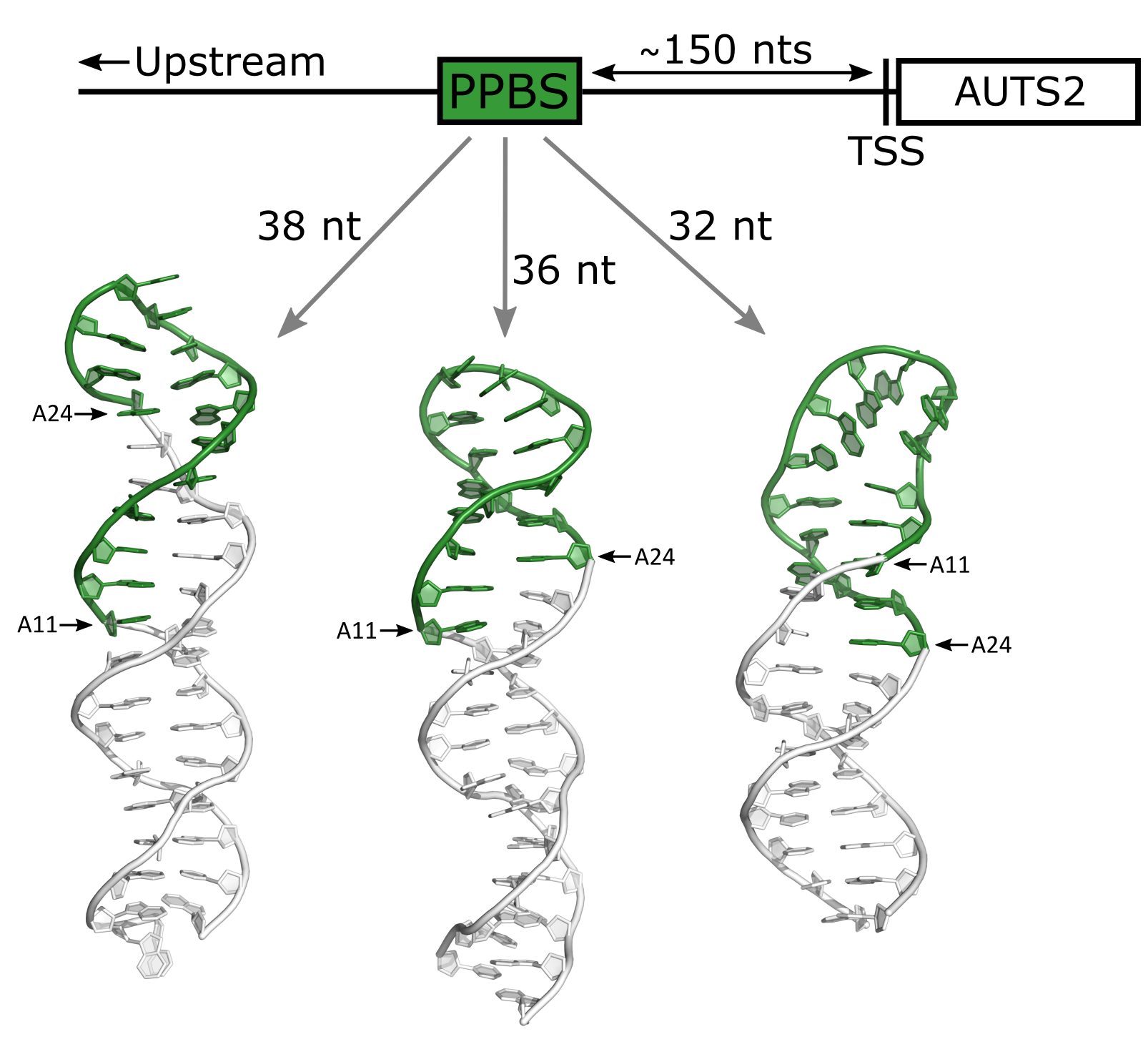 Molecular mechanism potentially involved in gene regulation crucial for ...